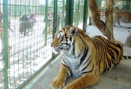 باغ وحش پارک وکیل آباد مشهد، رها شده اما جذاب