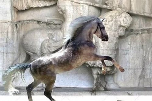 پرونده ثبت جهانی اسب کُرد به‌صورت "بین‌المللی" تکمیل می‌شود